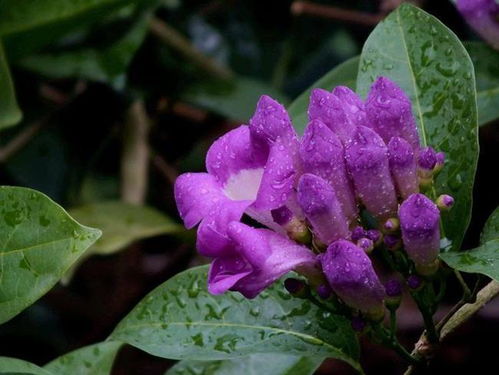 种植时间和方法
