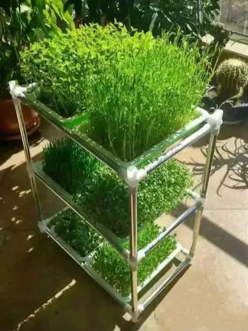 五月种菜指南：新手必kan！