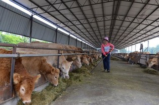 养牛饲料每吨多少钱，利润空间在多少元左右合适？