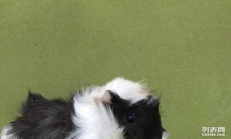 专家的建议不Neng忘