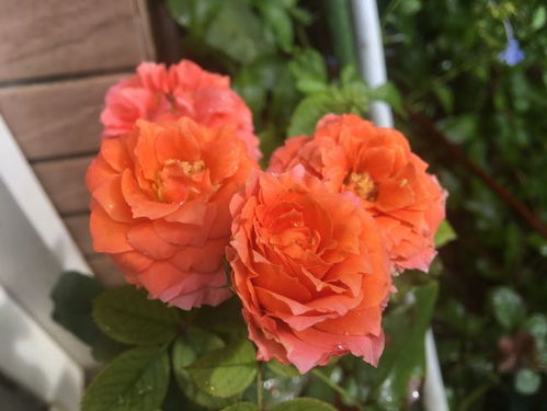 生长期施肥， 促进开花