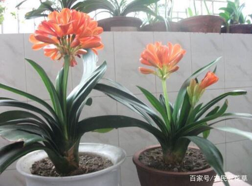 曼陀罗花怎么养？它的神奇功效是什么