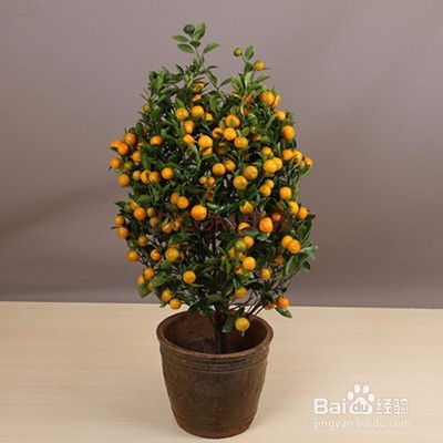 养什么植物最旺财？你家有这些植物吗
