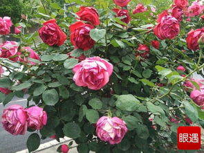 月季花展：丰富人民群众文化生活