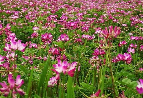 紫花苜蓿长啥样？高清美图