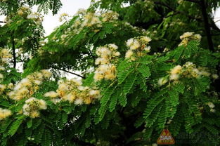 合欢树的生态习性