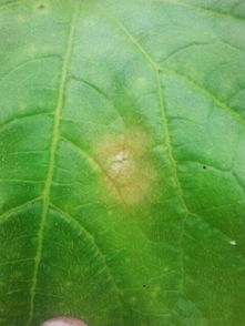 防治方法：如何让黄瓜健康成长？