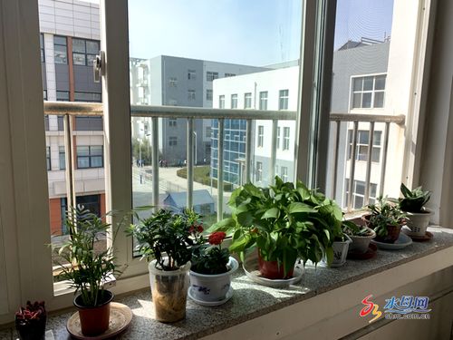 6. 月季：四季开花的美丽使者