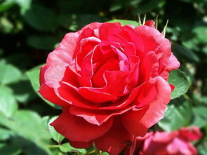 月季盆栽土壤保持适宜湿度的重要性