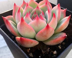 这些操作可嫩让吉娃莲