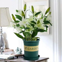 植物的香气，生存的智慧