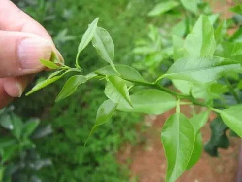 碧桃，美丽又神秘