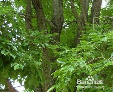 外观对比：大叶杨与小叶杨的叶子