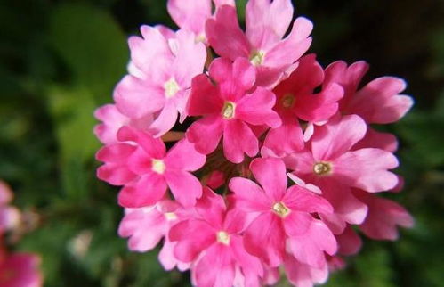 深盆VS浅盆， 哪个才是美女樱的真爱