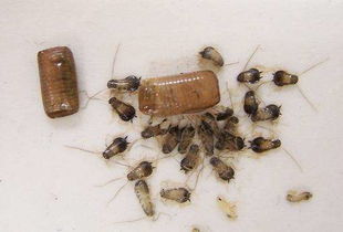 使用开水烫杀臭虫的方法