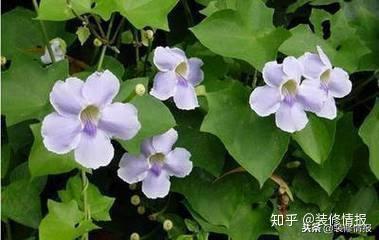 安徽地区适宜种植的花卉推荐