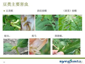 氟环唑：豆荚病害的克星？还是一场冒险的尝试？