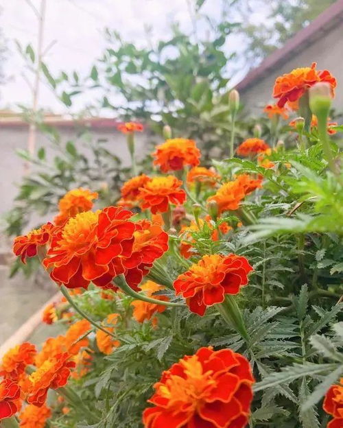 百日草花期揭秘：养殖者必知的养殖技巧与时间管理指南