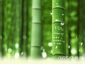 竹子之美究竟隐藏着怎样的秘密语言