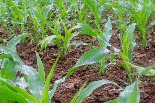 露水与农药的“爱恨情仇”