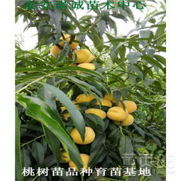 桃树苗价格大比拼：不同品种价格有差异