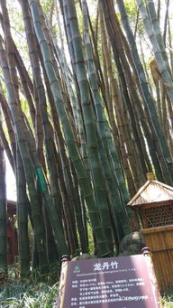 成者阝特产推荐：美食与手工艺品