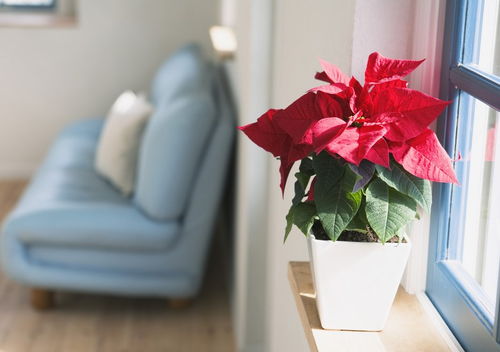 第三招：照顾植物像照顾孩子