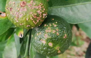 常见内吸性杀菌剂：保卫柑橘的利器