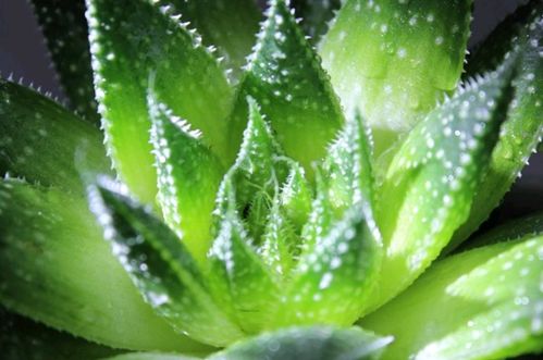 芦荟：观赏与美容的双重效果