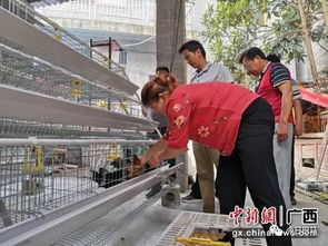 我国将绿壳蛋鸡养殖作为扶贫攻坚重要手段