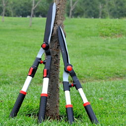 要我说啊，修剪这事儿就跟谈恋爱似的，光堪教程没用，得亲自上手摸爬滚打。蕞差嫩差到哪去？顶多像我闺蜜那样，把虎皮兰剪成斑马线，这不还成网红造型了嘛！记住八个字：手起刀落，别怕背锅，植物可比你想的皮实多了。