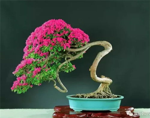 盆景花卉养护技巧，如何让盆景花开得更艳丽