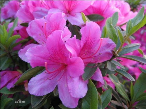 杜鹃花科：植物界的瑰宝