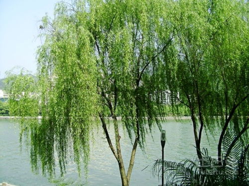 柳树的生长喜好