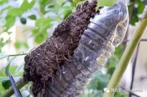 二、虫害治理，巧用天然敌手