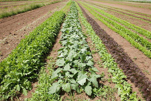 三、虱螨脲顺式氯氰菊酯治什么虫？