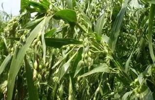 薏米播种的学问