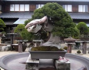 黄杨——可塑性高