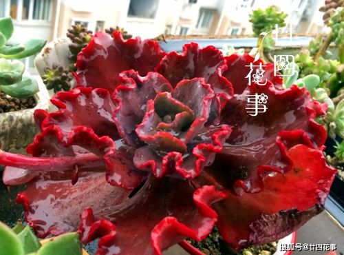 “宝石花：璀璨夺目