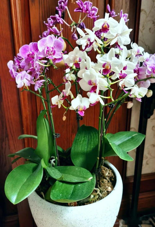 深入了解， geng懂花儿之美