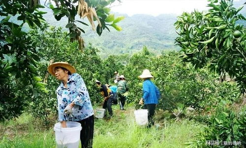 施肥时间和肥料选择