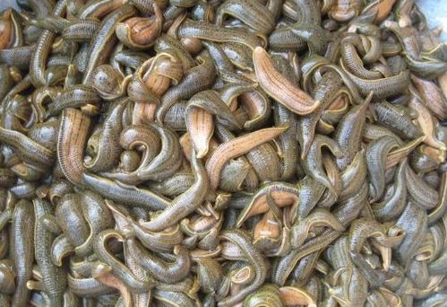 一边蚂蟥还有“性逆转”现象， 在不同的生长时期，它Ke以雌雄性别转换，也就是说它一生有时间段Zuo爸爸，另一段时间Ke以Zuo妈妈。