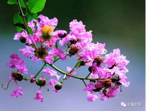 紫薇花根系受损，为什么不开花