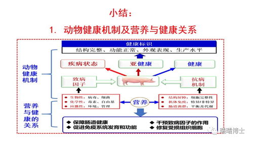 生猪分群管理五要点：科学分群、合理密度、适时并群、健康监测、环境调控