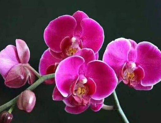 北方蝴蝶兰开花时间揭秘