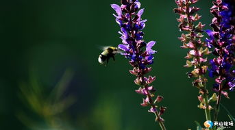 马蔺：蓝紫色花穗， 皮实耐寒