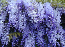 紫藤之美，在于自然与热情