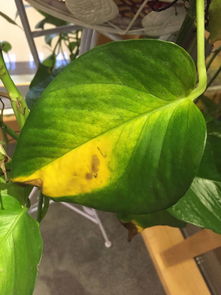 温度过低，绿萝进入“冬眠”