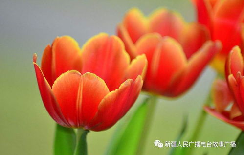 为什么说这三种花是散财花，勤快的人养它们却难以致富呢