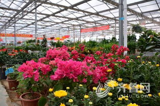 菏泽花卉大市场，犹如世外桃源